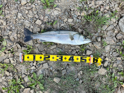 スズキの釣果