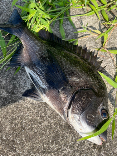 チヌの釣果