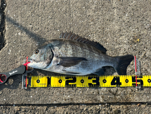 クロダイの釣果