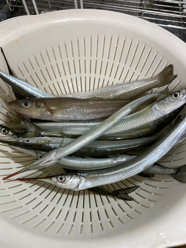 サヨリの釣果