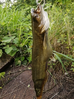 ナマズの釣果