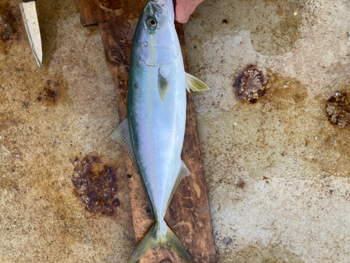 イナダの釣果