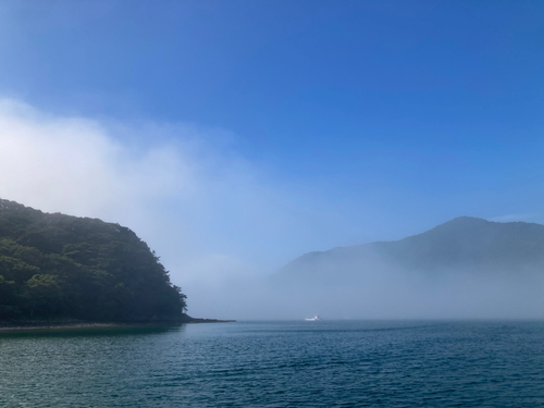 ブリの釣果