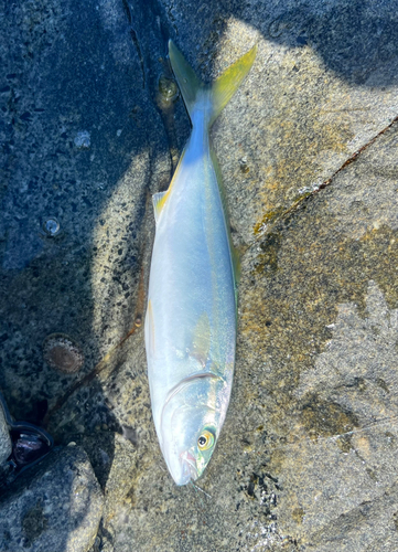 ヤズの釣果