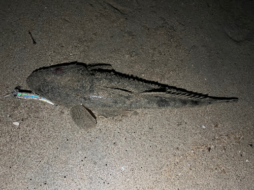 マゴチの釣果