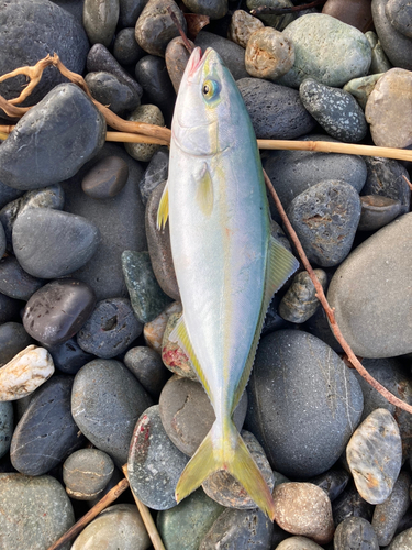 ワカシの釣果