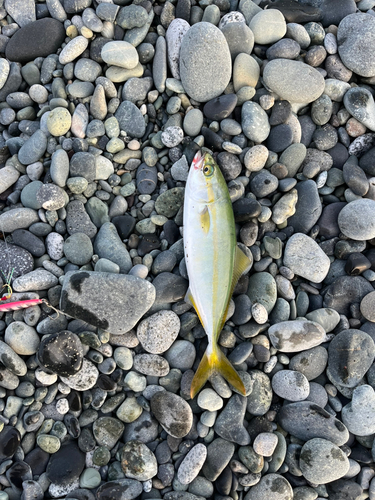 ワカシの釣果