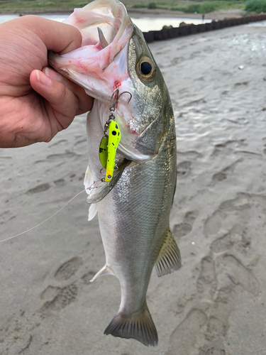 スズキの釣果