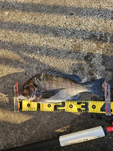 クロダイの釣果