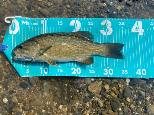 スモールマウスバスの釣果