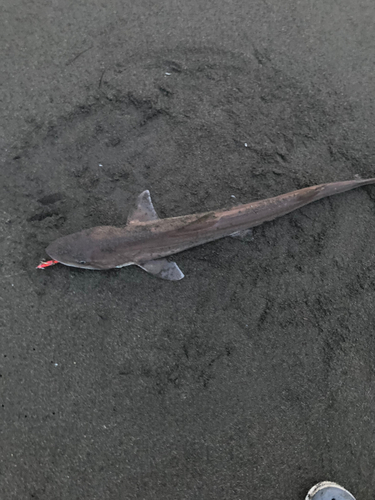 サメの釣果