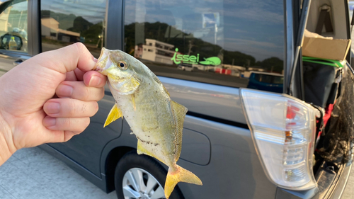 ショゴの釣果