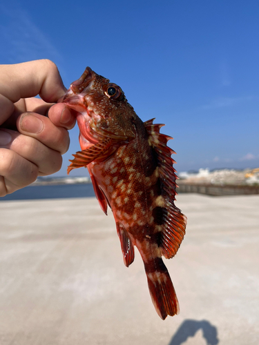 ガシラの釣果