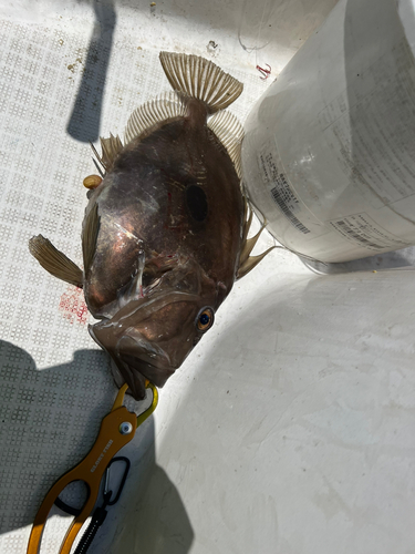 マトウダイの釣果