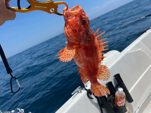 オニカサゴの釣果