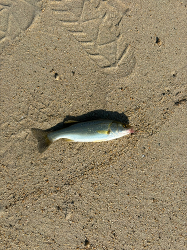 セイゴ（マルスズキ）の釣果