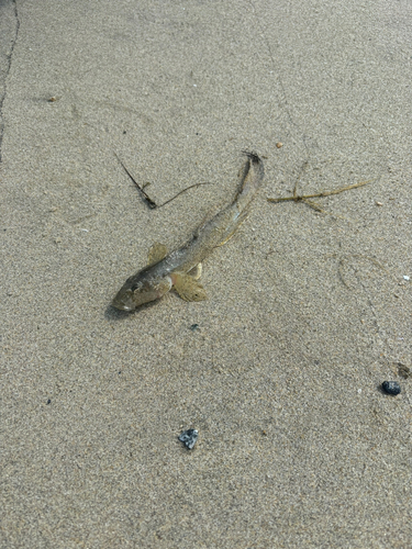 セイゴ（マルスズキ）の釣果