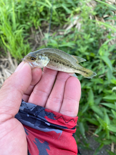 ラージマウスバスの釣果