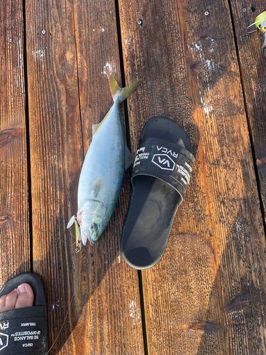 ワカシの釣果