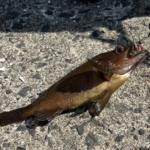 ソイの釣果