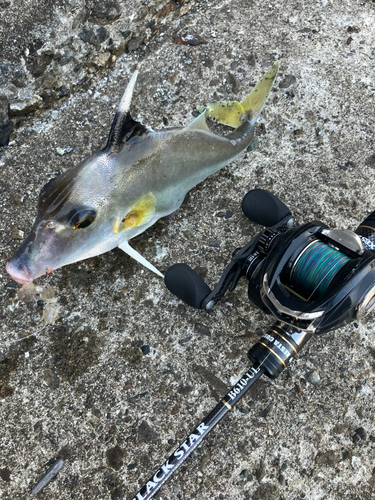 ギマの釣果