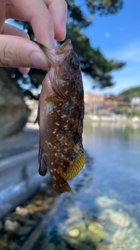 アコウの釣果