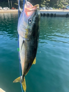 ヤズの釣果