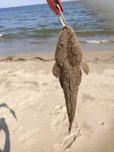 マゴチの釣果