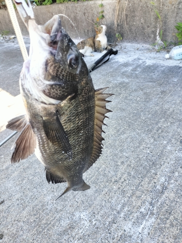 チヌの釣果