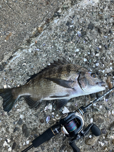 クロダイの釣果