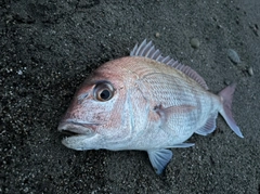 タイの釣果