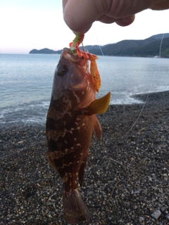 アコウの釣果