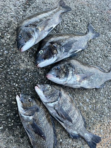 クロダイの釣果