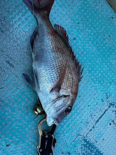 タイの釣果