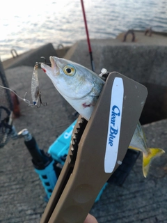 ツバスの釣果