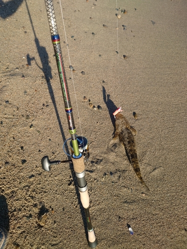 マゴチの釣果