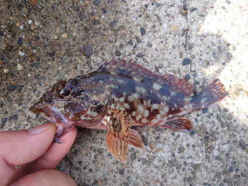 カサゴの釣果