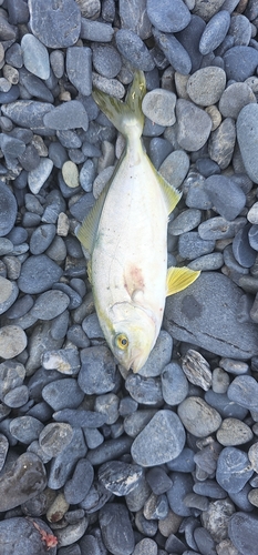 ショゴの釣果