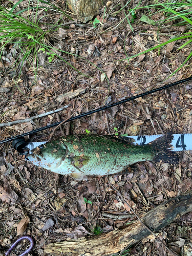 ラージマウスバスの釣果