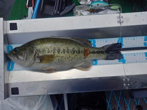 ラージマウスバスの釣果