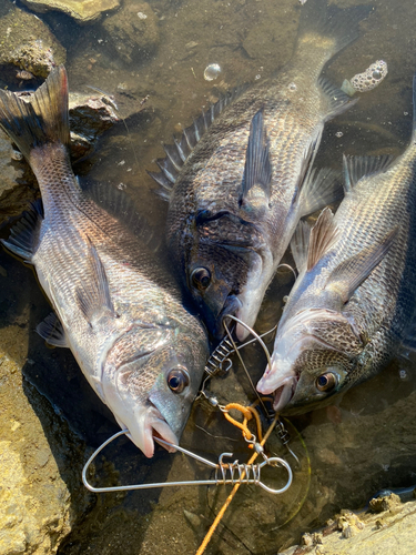 チヌの釣果