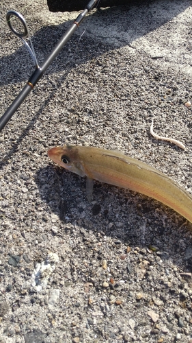 シロギスの釣果