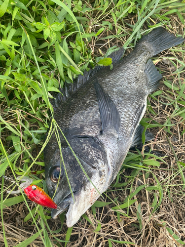 チヌの釣果