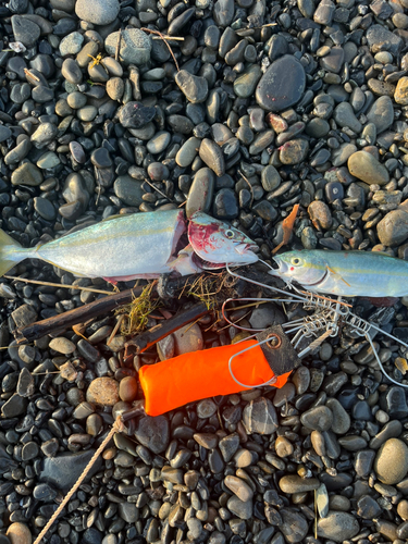 ワカシの釣果