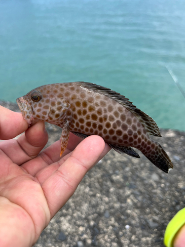 オオモンハタの釣果