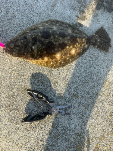 ヒラメの釣果