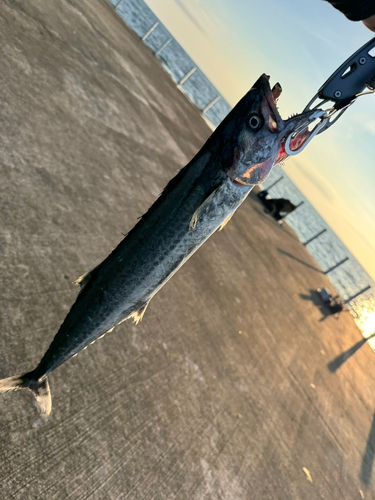 サゴシの釣果