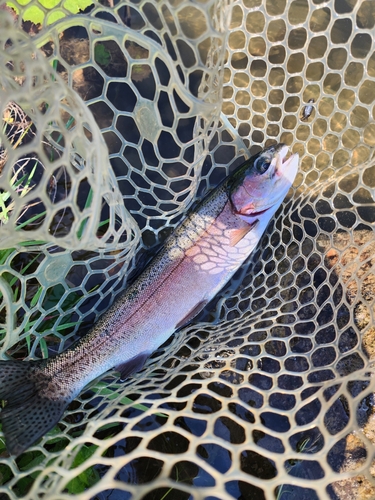 ニジマスの釣果