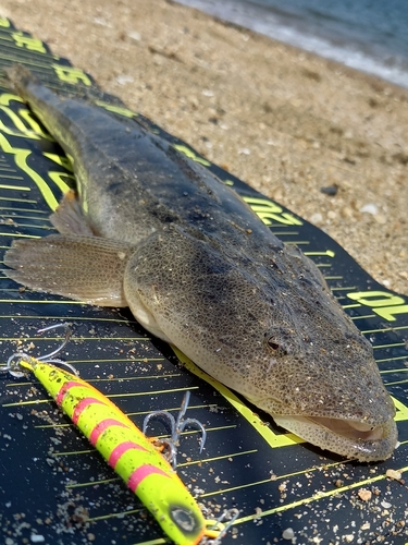 マゴチの釣果