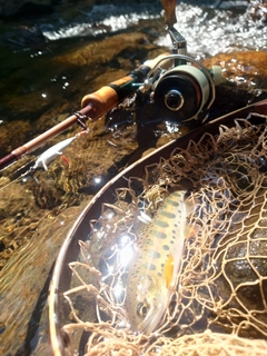 ヤマメの釣果